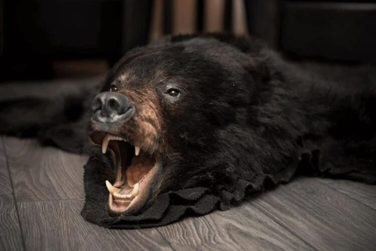 Black Bear Rug