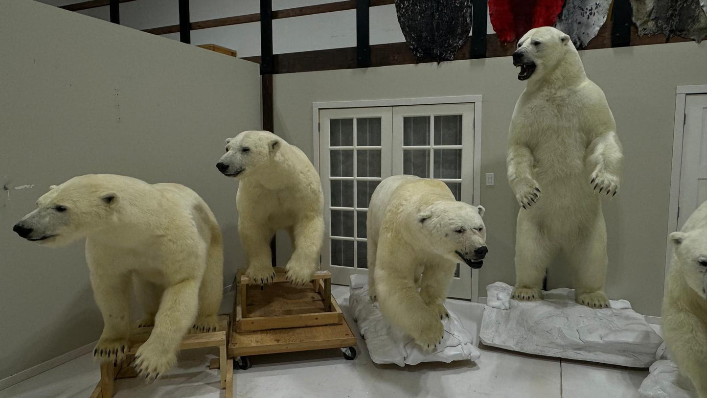 Polar Bear Wildlife Mounts