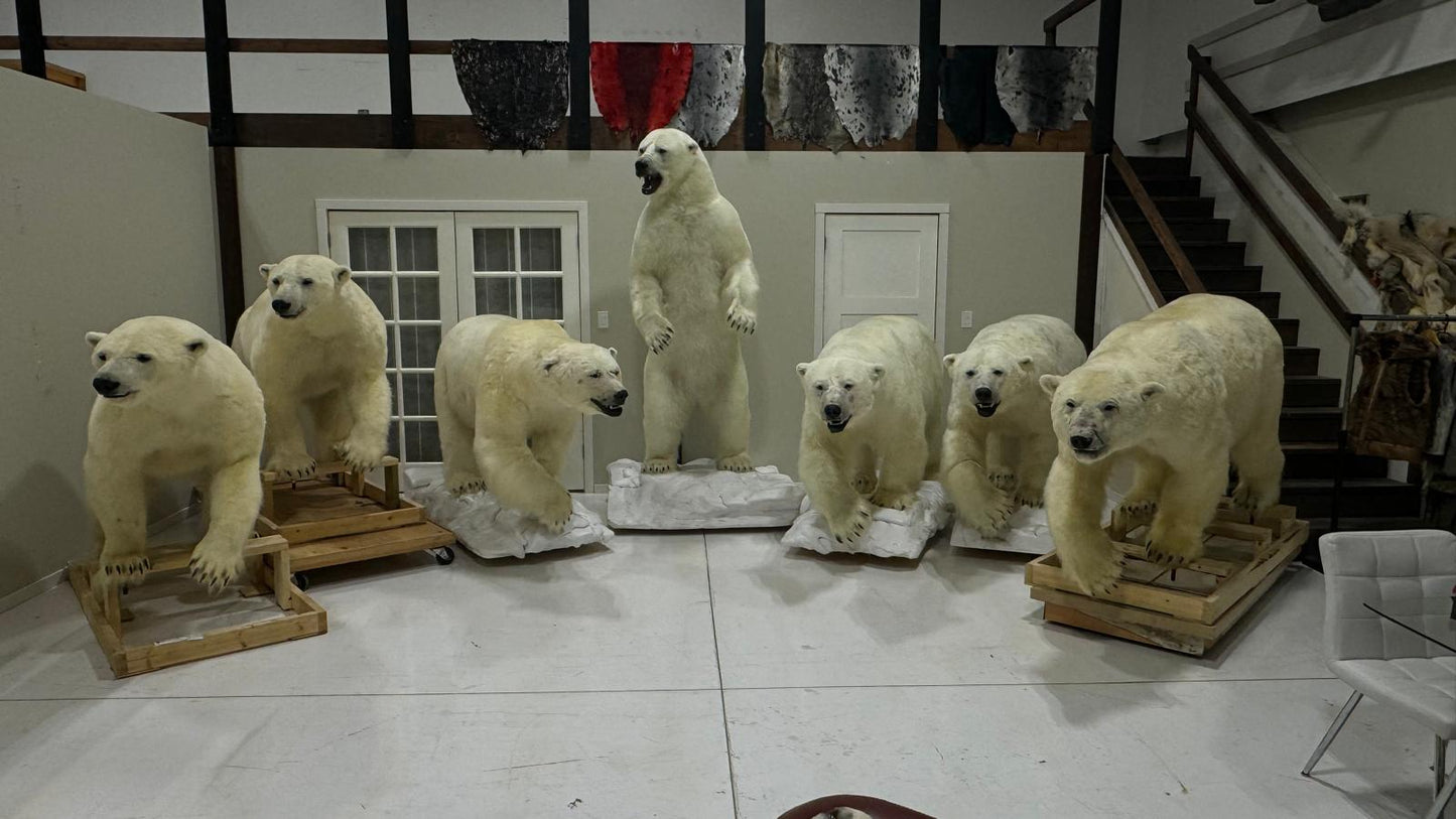 Polar Bear Wildlife Mounts