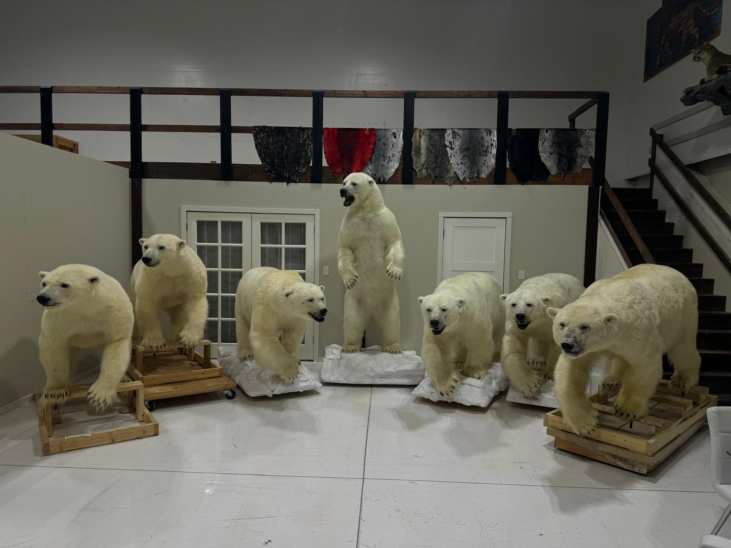 Polar Bear Wildlife Mounts