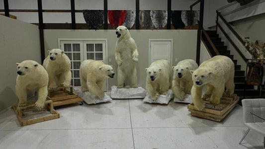 Polar Bear Wildlife Mounts