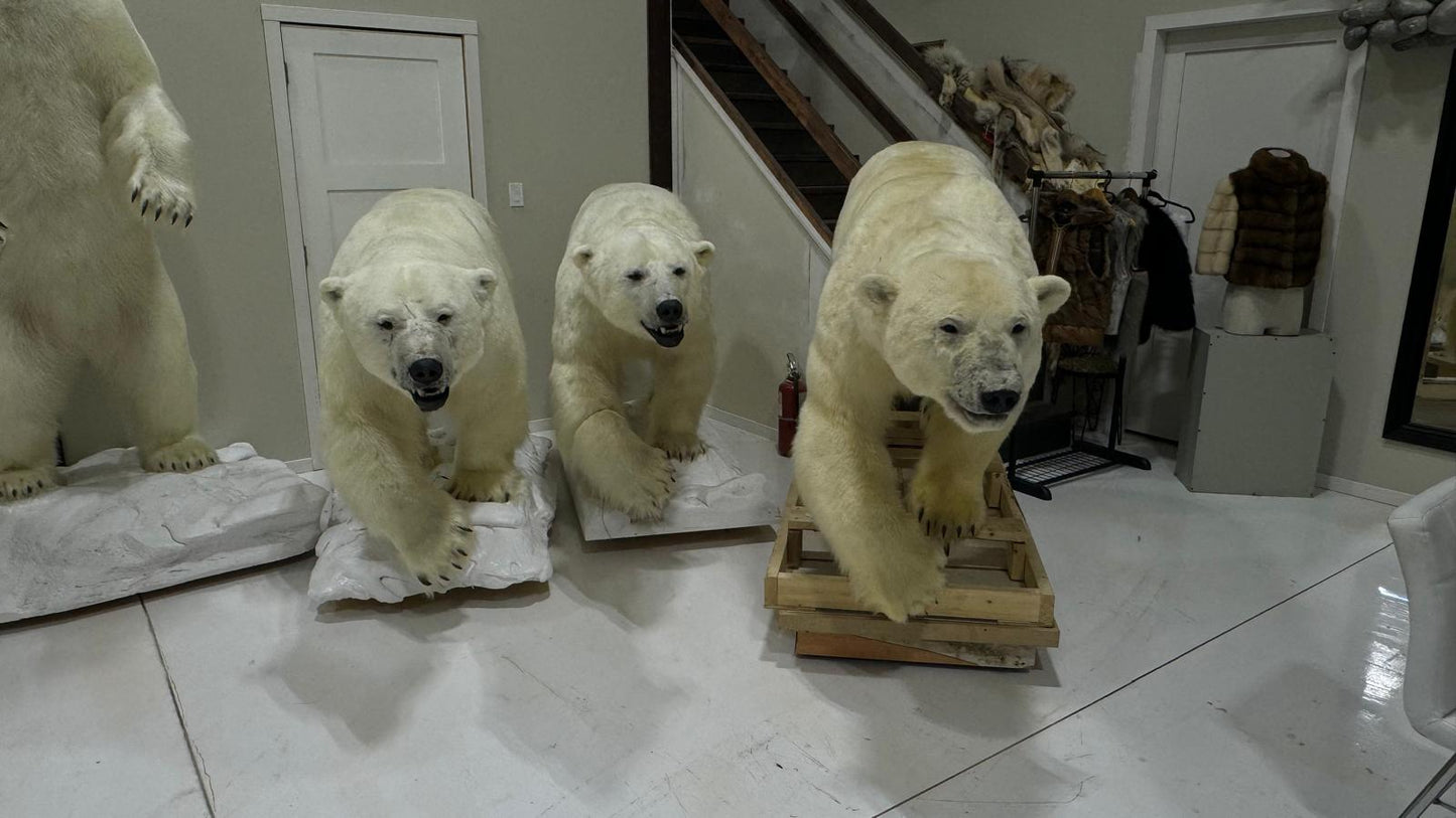 Polar Bear Wildlife Mounts