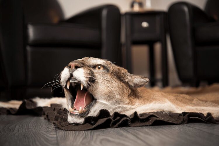 Cougar Rug