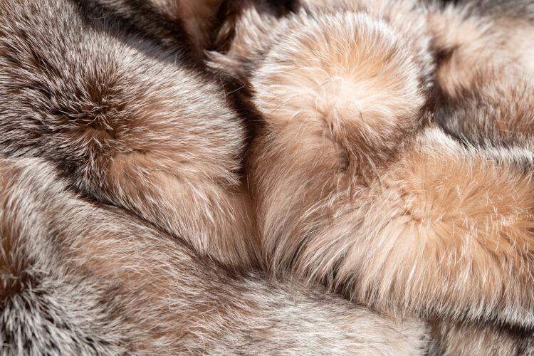 Fox Blanket